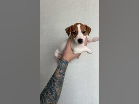 Рокер 2 #chișinău #dog #jackrussell #jackrussellterrier #puppy #кишинев ...
