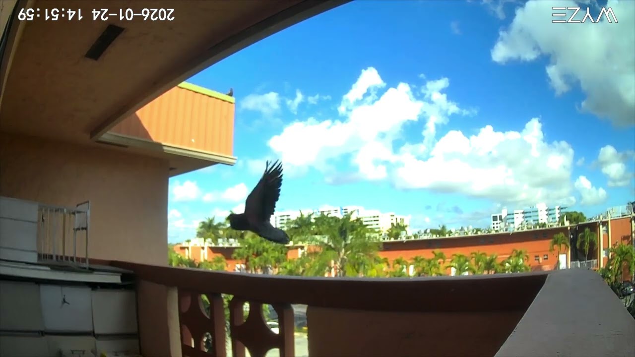 Captura #53 del CHIKI 🔥💪(palomita ceniza )la molesto cuan2 la puso x primera ves 🤦🏻el no está puesto