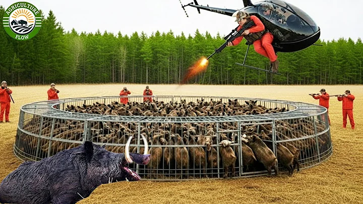 Wild Boar Hunting – Insane Moments Farmers Trap & Process Millions of Wild Boars with Perfect Shots