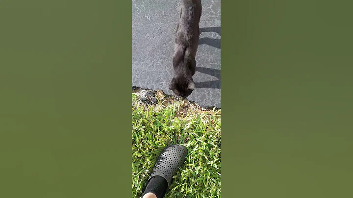 Video 8792581: russian blue cat, cat talking, curious feline, playful feline, cat old