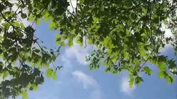 سورة الكافرون القارئ خالد الجليل