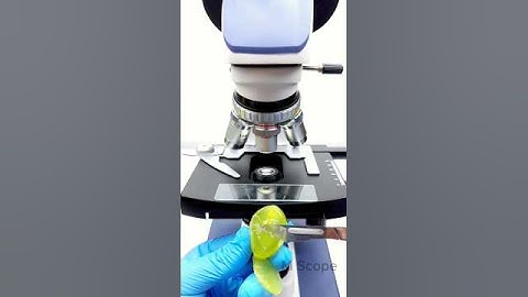 Grapes 🍇 under the microscope Zooming Test 😨😮 | #viralvideo #cartoon #microscope