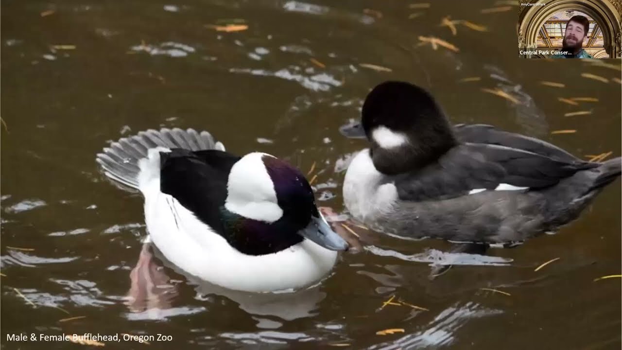 Weekly Walk: Jacqueline Kennedy Onassis Reservoir
