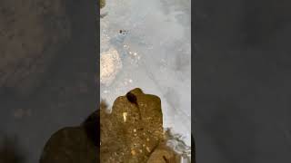 Rompetroll i en dam ved ett nytt fiske vann. Moro og lete etter nye vann #jaktiajessheim