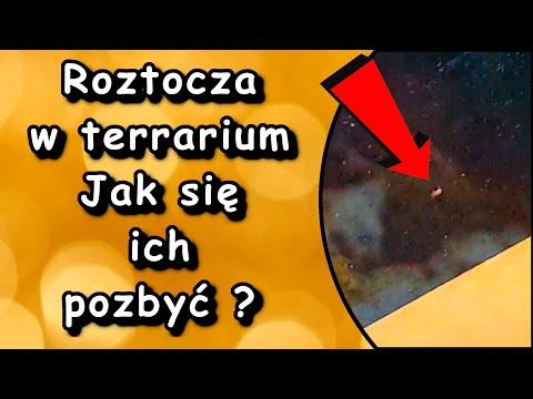 Wideo: Jak Pozbyć Się Roztoczy