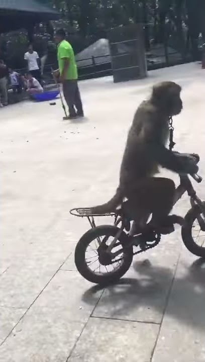 Heboh!!!! Monyet Naik Sepeda Nabrak Pohon