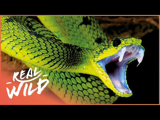 The Deadliest Venom To Humans (Wildlife Documentary) | Real Wild class=