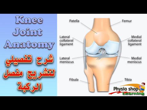 Knee Joint Anatomy شرح تفصيلي لتشريح مفصل الركبة