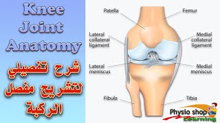 Knee Joint Anatomy شرح تفصيلي لتشريح مفصل الركبة
