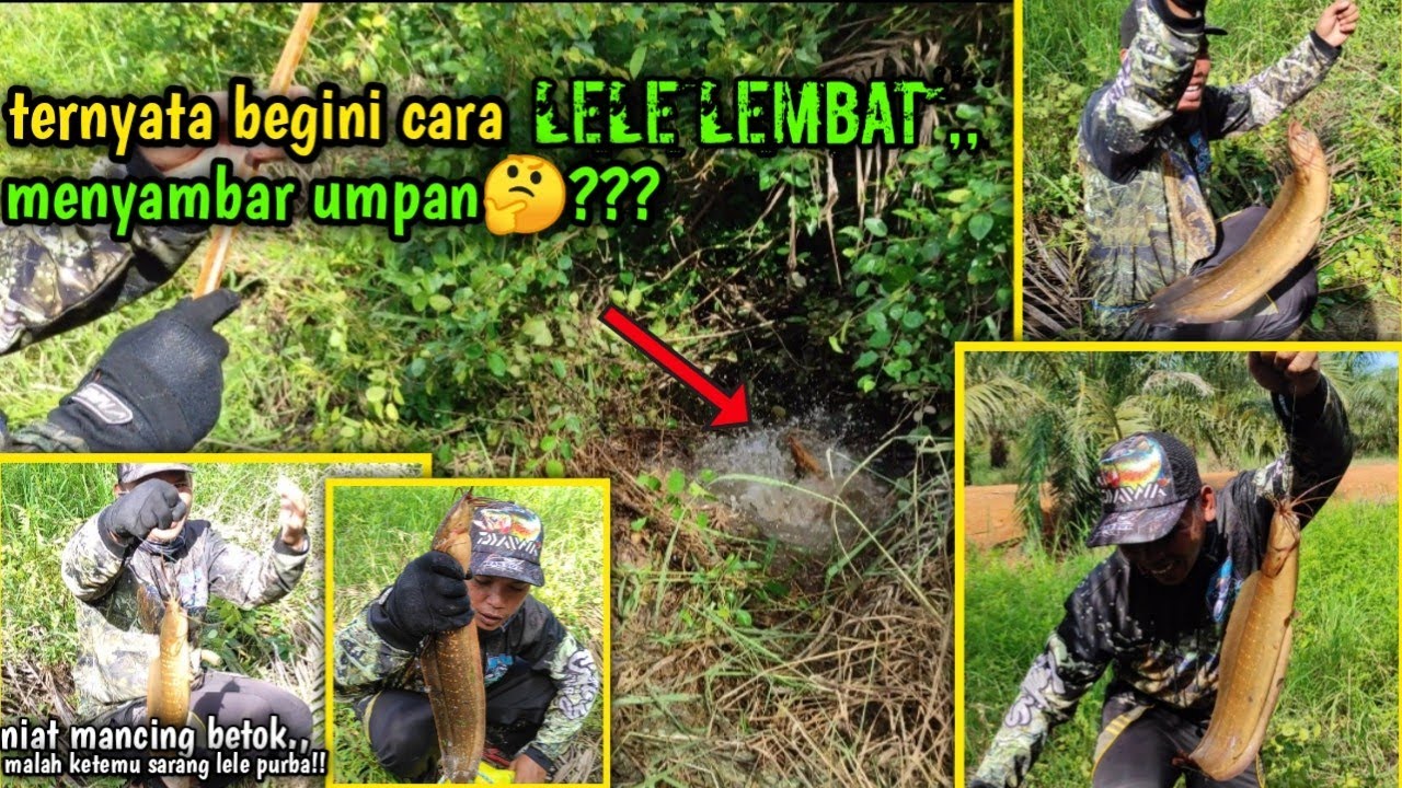 mancing ikan lele || ketemu sarang lele purba