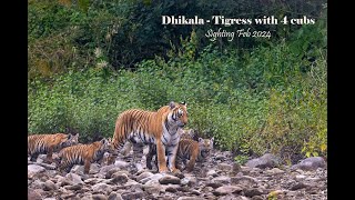 Dhikala Paarwali with four cubs - Feb 2024