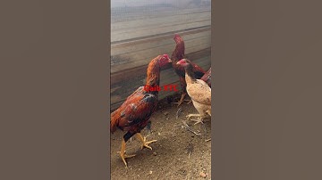 Qaib Thai wack dummer #qaib #chicken #qaibdib #qaibthai #rooster #drummer