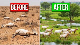 Oman Returned 10 Arabian Oryx To A Dead Desert in 1982 — What They Did Next Stunned Scientists