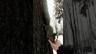 Белочка не реагирует на заигрывание #белки#squirrels