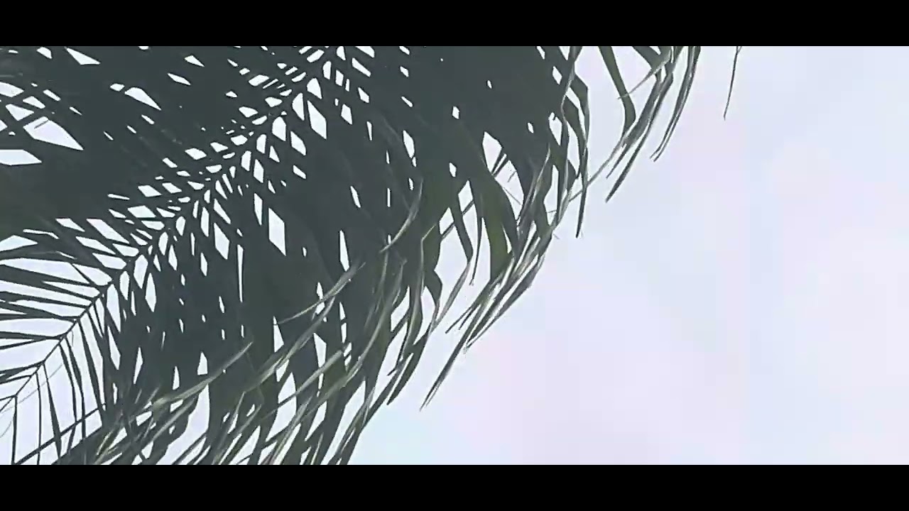 Birds of a feather are flocking - YouTube