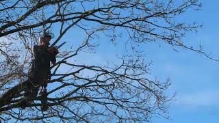 How to: prune a large Oak tree. Rowan Ave, Ravenshead, Wed 6 Nov 23.