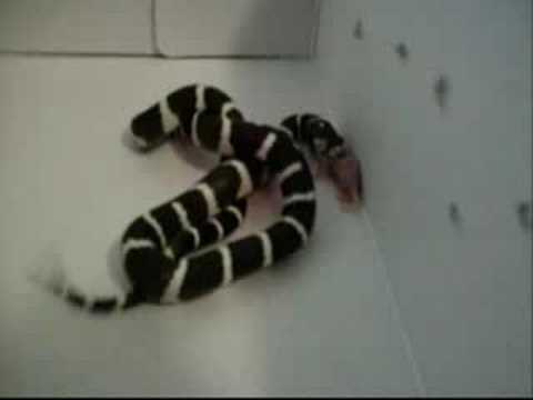 serpentor California Kingsnake Eats Pinkie *plus updates*