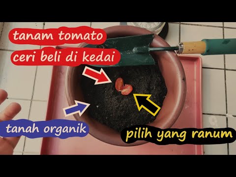 Video: Tomato ceri: perihalan jenis, ciri, penanaman, hasil