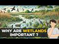 Understanding Wetlands