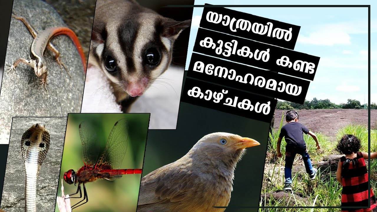 snake oil A Day with Nature ❤ അത്ഭുതകരവും മനോഹരവുമായ ഒരു കിടിലൻ യാത്ര /An amazing journey to a mountain