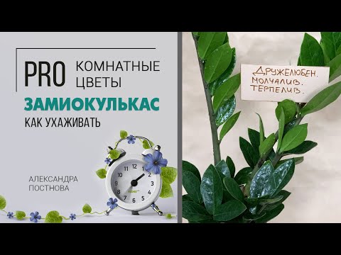 Вопрос: Дерево , убивающее птиц. Как называется, где растет?