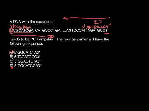 Video: Care este funcția primerilor în PCR?