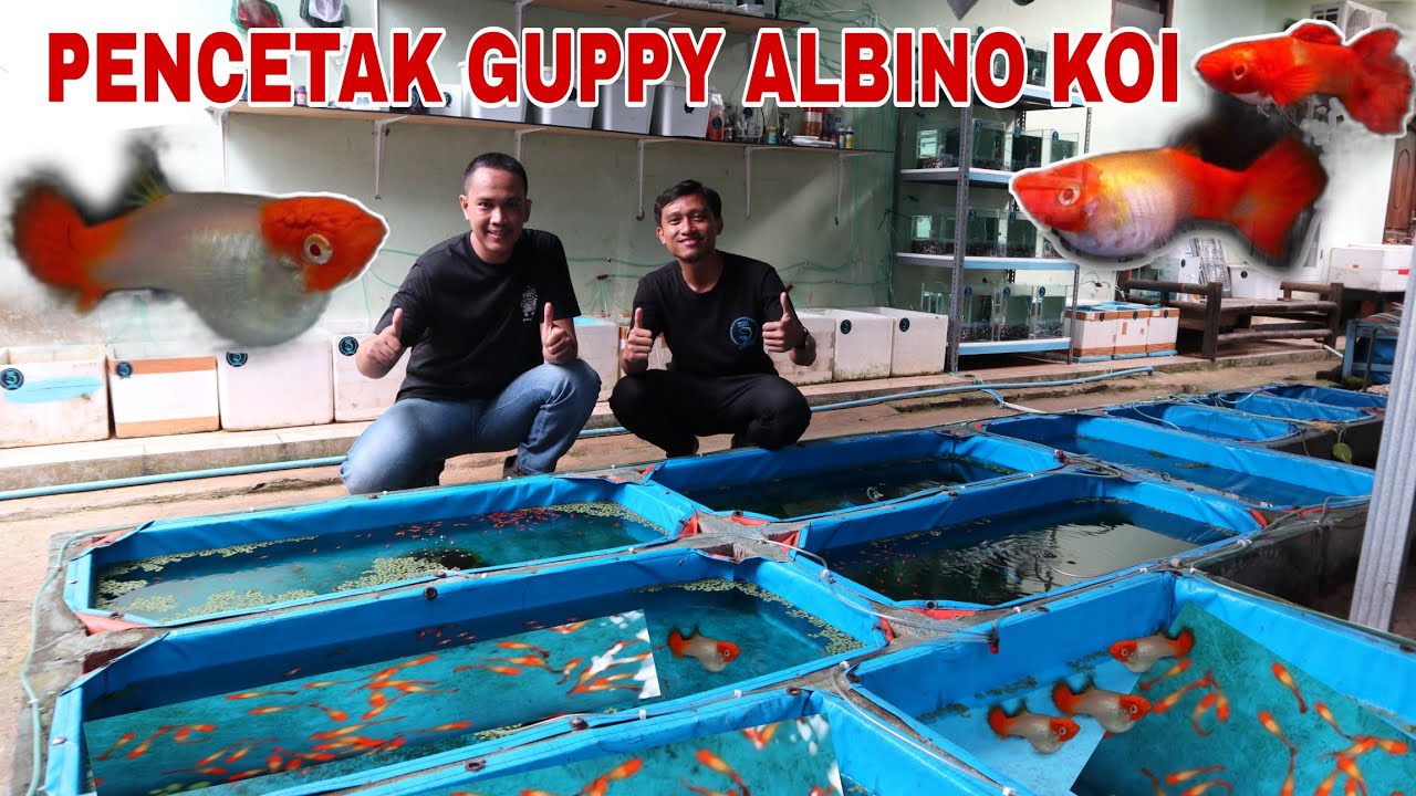BUDIDAYA GUPPY ALBINO KOI DI KOLAM TERPAL BISA JADI INSPIRASI BISNIS