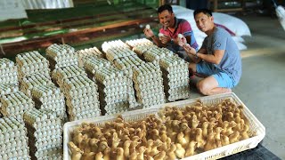 DUCK FARMING│ How this farm raised thousands ducks & Produce thousands of eggs everyday