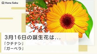 誕生花 Youtube 誕生花 Youtube