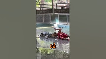 xiếc cá sấu.. #funny #shortvideo #shorts