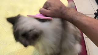 Brushing my Himalayan cat, Farah