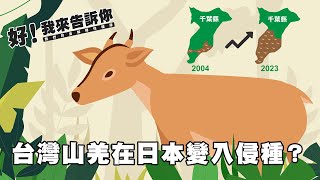 【】聽說台灣的山羌變成日本的外來種了真的假的《好我來告訴你》公視我們的島解釋性報導
