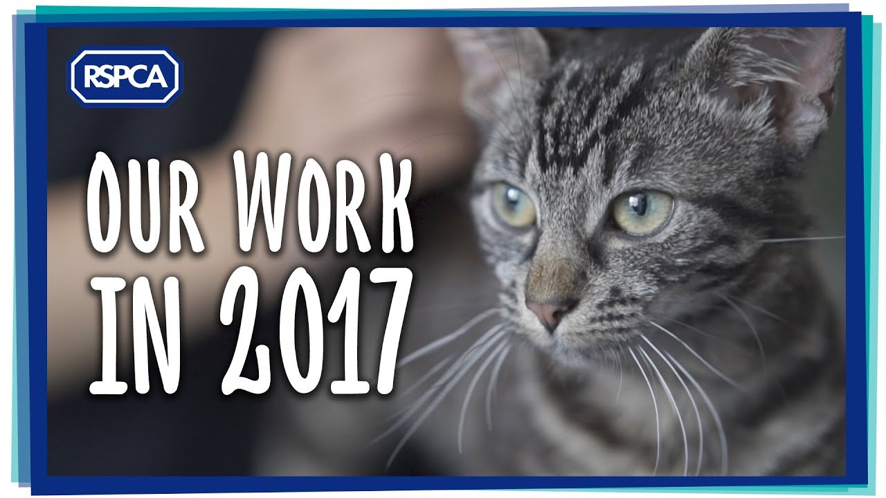 cruelty free kiko Our achievements in 2017!