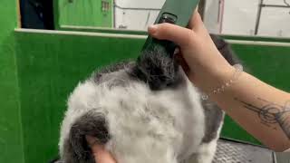 The Masterclip Cordless Dog Clippers with Comb Guides with Lauren Emily Dog Grooming #doggrooming