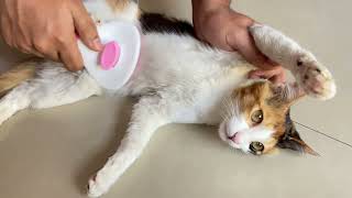 Dry Clean Your Cat Hair With Grooming Brush 😻😜 by Angle Leo 249 views 3 months ago 59 seconds