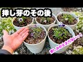 ◆【挿し芽】その後…ビオラ・マーガレット・オステオスペルマム・ネメシア