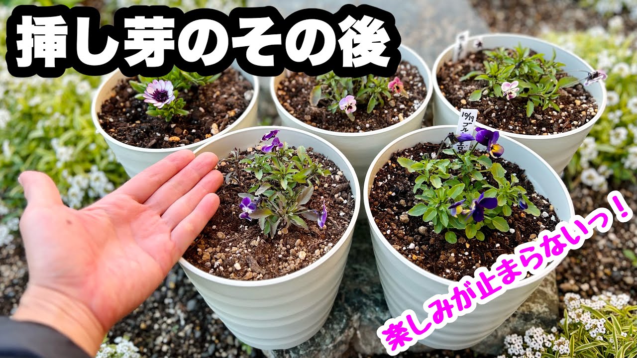 花芽ページ ◇【Cuttings】After that…Viola, Margaret, Osteospermum, Nemesia