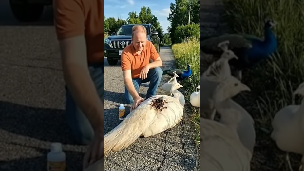 A Peacock Mother Trusted Him… What Happened Next Will Make You Cry 😢🦚