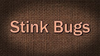 Stink Bugs – Family Plot