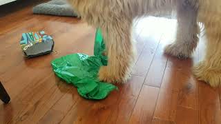 Briard Unwrapping His Birthday Present