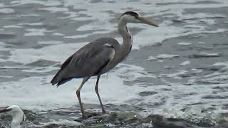 Heron spotted fishing in Tamworth