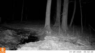 01280044 Coyote