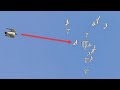 Сокола Сапсан атакуют в точке минус голубь.Falcon Peregrinus Attack pigeons.
