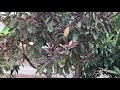 California backyard fruit tree tour many varieties may 2021