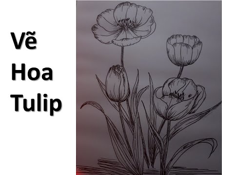 Video: Cách Vẽ Hoa Tulip Theo Từng Giai đoạn