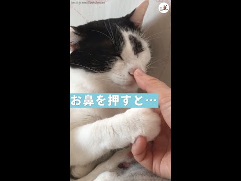 【まるでスイッチ】お鼻を押すとなぜか眠くなっちゃうニャンコ #Shorts