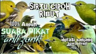 suara pikat sirtu/cipoh ribut suara jernih durasi panjang 1 jam || pikat sirtu/cipoh paling ampuh