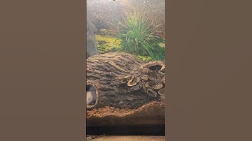 Ball Python goes freaky fast!!!
