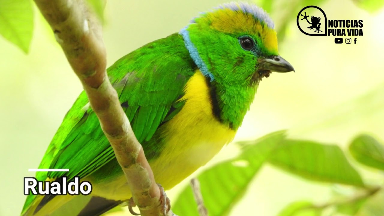 Captan 28 especies de mamíferos, incluidos los 6 felinos de Costa Rica