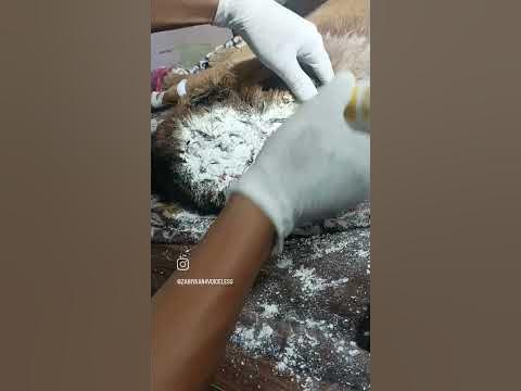 Animal ngo in #amritsar #dog #maggots #treatment #straydogs #